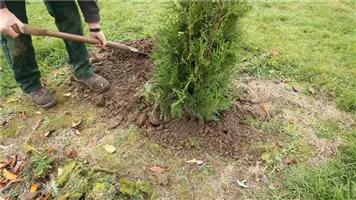 Lebensbaum - Einpflanzen im Garten (thumbnail) (Lebensbaum - Einpflanzen im Garten (thumbnail).jpg)