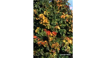 Parrotia persica.jpg