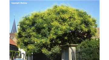 Koelreuteria paniculata.jpg
