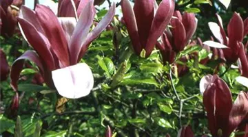 Magnolia liliiflora 'Nigra'.jpg